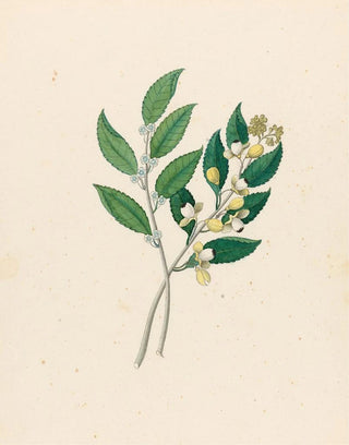 Rhamnus Curtisia denté - Clemenz Heinrich Wehdemann — artwork view