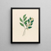 Rhamnus Curtisia denté - Clemenz Heinrich Wehdemann — framed artwork on a wall