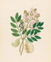 Schotia nov sp Schotia latifolia - Clemenz Heinrich Wehdemann — artwork view