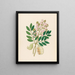Schotia nov sp Schotia latifolia - Clemenz Heinrich Wehdemann — framed artwork on a wall