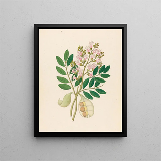 Schotia nov sp Schotia latifolia - Clemenz Heinrich Wehdemann — framed artwork on a wall
