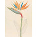 Strelitzia reginae - Clemenz Heinrich Wehdemann — artwork view
