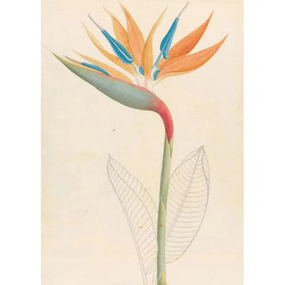 Strelitzia reginae - Clemenz Heinrich Wehdemann — artwork view