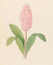 Veltheimia viridifolia Veltheimia bracteata - Clemenz Heinrich Wehdemann — artwork view