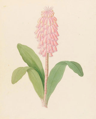 Veltheimia viridifolia Veltheimia bracteata - Clemenz Heinrich Wehdemann — artwork view