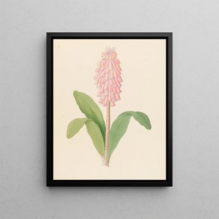 Veltheimia viridifolia Veltheimia bracteata - Clemenz Heinrich Wehdemann — framed artwork on a wall