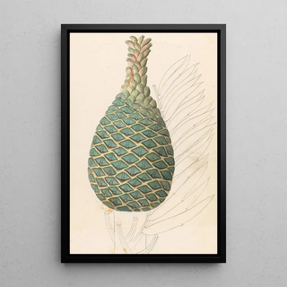 Reproduction of the painting Zamia caffra Encephalartos altensteinii female cone - Clemenz Heinrich Wehdemann