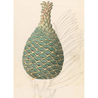 Reproduction of the painting Zamia caffra Encephalartos altensteinii female cone - Clemenz Heinrich Wehdemann