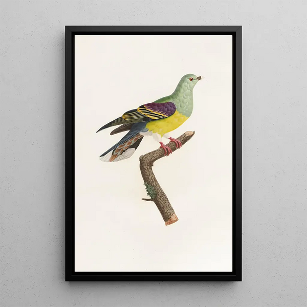 The Pigeons Pl08 - Coenraad Jacob Temminck — framed artwork on a wall