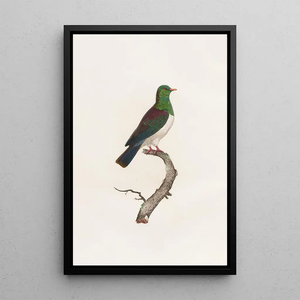 Les pigeons Pl12 - Coenraad Jacob Temminck — framed artwork on a wall