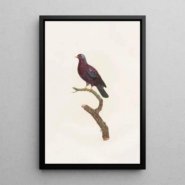 Les pigeons Pl16 - Coenraad Jacob Temminck — framed artwork on a wall