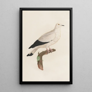 Reproduction of the painting Les pigeons Pl18 - Coenraad Jacob Temminck