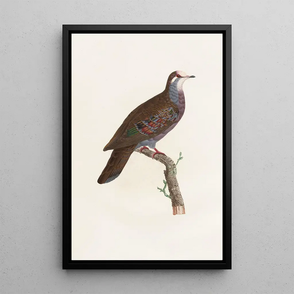 Reproduction of the painting Les pigeons Pl19 - Coenraad Jacob Temminck