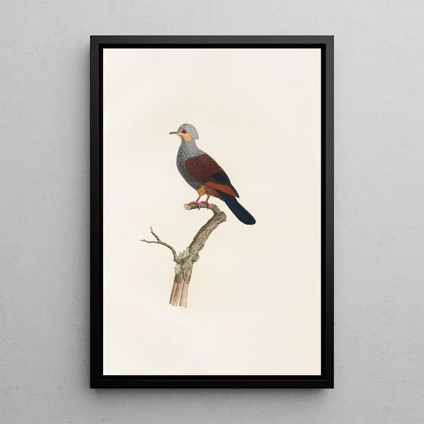 Reproduction of the painting of Les pigeons Pl20 - Coenraad Jacob Temminck
