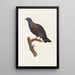 Reproduction of the painting of Les pigeons Pl21 - Coenraad Jacob Temminck