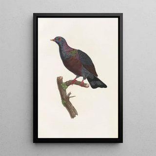 Reproduction of the painting of Les pigeons Pl21 - Coenraad Jacob Temminck