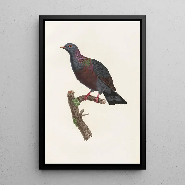 Reproduction of the painting of Les pigeons Pl21 - Coenraad Jacob Temminck