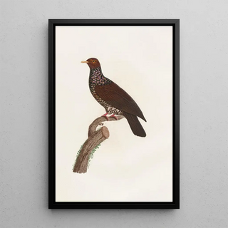 Reproduction of the painting of Les pigeons Pl25 - Coenraad Jacob Temminck