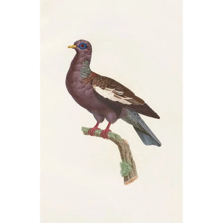 the pigeons Pl29 - Coenraad Jacob Temminck — artwork view