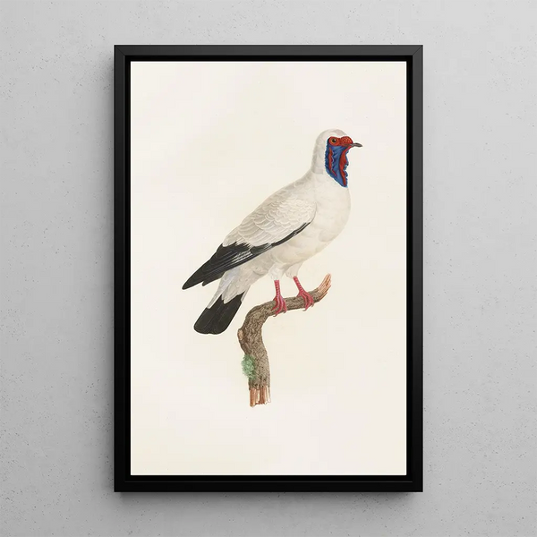 Les pigeons Pl32 - Coenraad Jacob Temminck — framed artwork on a wall