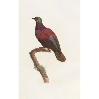 Les pigeons Pl35 - Coenraad Jacob Temminck — artwork view