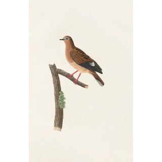 The Pigeons Pl37 - Coenraad Jacob Temminck — artwork view