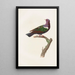 Les pigeons Pl38 - Coenraad Jacob Temminck — artwork view