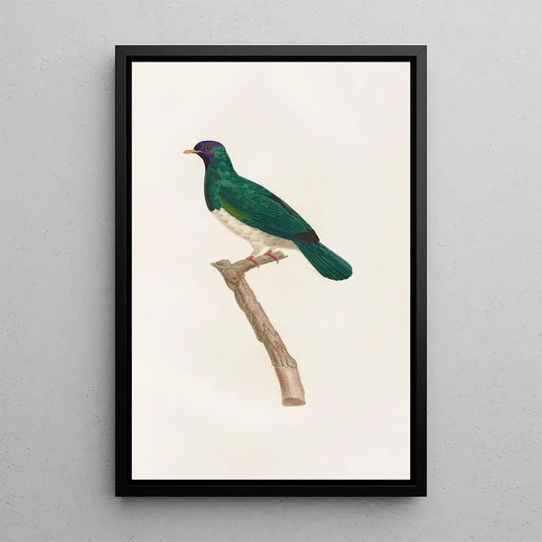 Les pigeons Pl40 - Coenraad Jacob Temminck — framed artwork on a wall