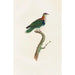 Les pigeons Pl45 - Coenraad Jacob Temminck — artwork view