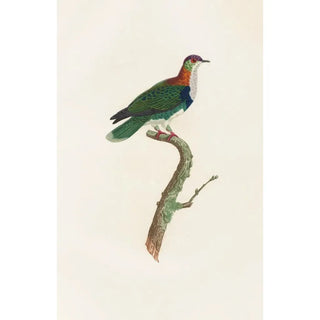 Les pigeons Pl45 - Coenraad Jacob Temminck — artwork view