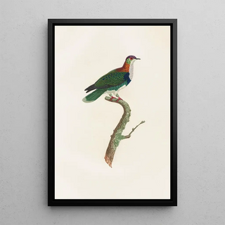 Les pigeons Pl45 - Coenraad Jacob Temminck — framed artwork on a wall