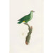 Les pigeons Pl46 - Coenraad Jacob Temminck — artwork view