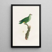 Les pigeons Pl46 - Coenraad Jacob Temminck — framed artwork on a wall