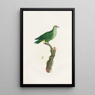 Les pigeons Pl46 - Coenraad Jacob Temminck — framed artwork on a wall