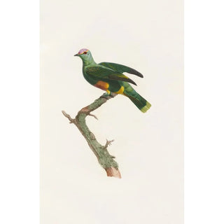 Les pigeons Pl47 - Coenraad Jacob Temminck — artwork view