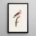 Reproduction of the painting of Les pigeons Pl50 - Coenraad Jacob Temminck