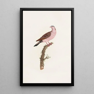 Reproduction of the painting of Les pigeons Pl50 - Coenraad Jacob Temminck