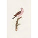 Reproduction of the painting of Les pigeons Pl50 - Coenraad Jacob Temminck