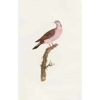 Reproduction of the painting of Les pigeons Pl50 - Coenraad Jacob Temminck