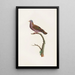 Reproduction of the painting of The Pigeons Pl51 - Coenraad Jacob Temminck