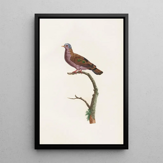 Reproduction of the painting of The Pigeons Pl51 - Coenraad Jacob Temminck