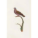 Reproduction of the painting of The Pigeons Pl51 - Coenraad Jacob Temminck