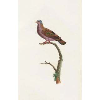 Reproduction of the painting of The Pigeons Pl51 - Coenraad Jacob Temminck