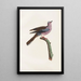 Reproduction of the painting Les pigeons Pl52 - Coenraad Jacob Temminck