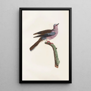 Reproduction of the painting Les pigeons Pl52 - Coenraad Jacob Temminck