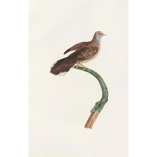 Les pigeons Pl59 - Coenraad Jacob Temminck — artwork view