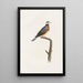 Les pigeons Pl63 - Coenraad Jacob Temminck — framed artwork on a wall