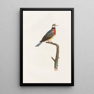 Les pigeons Pl63 - Coenraad Jacob Temminck — framed artwork on a wall