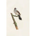 Les pigeons Pl64 - Coenraad Jacob Temminck — artwork view