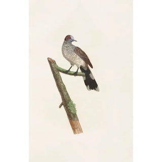 Les pigeons Pl64 - Coenraad Jacob Temminck — artwork view